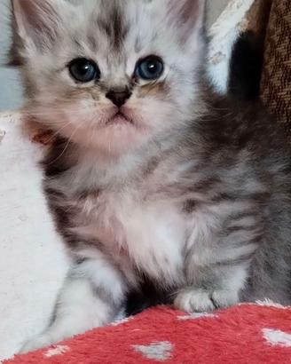 Dolcissimo cucciolo di persiani normotipo MASCHIO