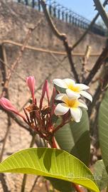 Pomelia- plumeria  piante