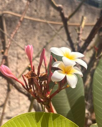 Pomelia- plumeria  piante