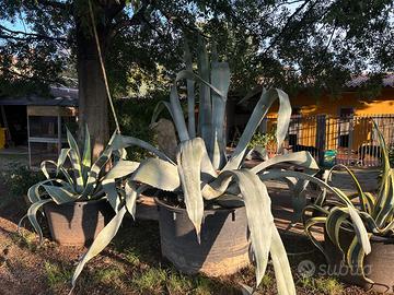 PIANTE DI AGAVE AMERICANE