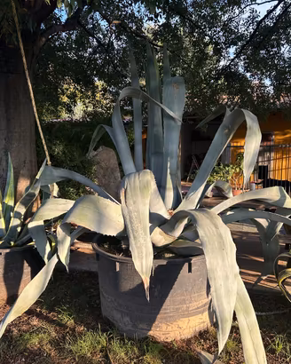 PIANTE DI AGAVE AMERICANE