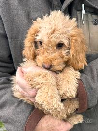 Barboncino Nano Albicocca