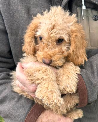 Barboncino Nano Albicocca