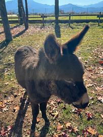 Asino maschio 3 anni