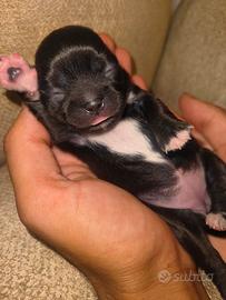 Cuccioli di Chihuahua