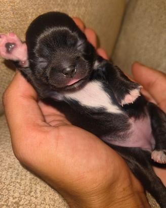 Cuccioli di Chihuahua