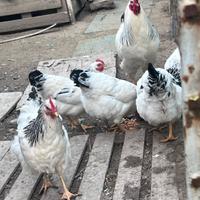 Gruppo di galline e galli