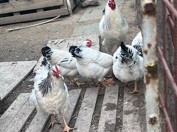 Gruppo di galline e galli