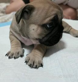 Bulldog Francese