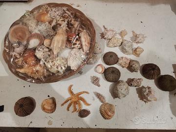 Cesto Misto di Conchiglie e Decorazioni Marine