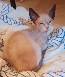 Gattino mix don sphynx/siamese(genitori testati)