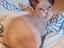 Immagine 1