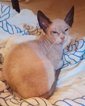 Gattino mix don sphynx/siamese(genitori testati)