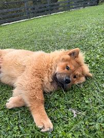 Chow chow