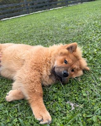 Chow chow