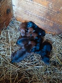 Cuccioli pinscher toy