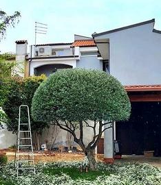 Giardiniere,taglio siepi , taglio erba, prezzo ok