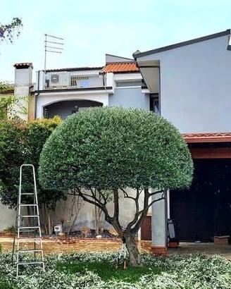 Giardiniere,taglio siepi , taglio erba, prezzo ok