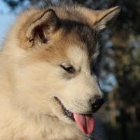 Alaskan malamute maschio - alta genealogia