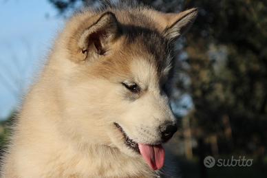Alaskan malamute maschio - alta genealogia