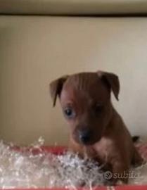 Cucciola di pincher femmina