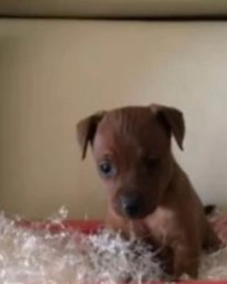 Cucciola di pincher femmina