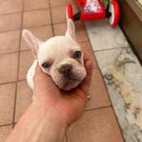 Bulldog francese