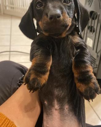 Cuccioli Bassotto Tedesco nero focato Maschi