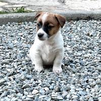 Disponibili cuccioli Jack Russell