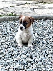 Disponibili cuccioli Jack Russell