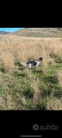 Setter radentis
