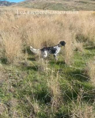 Setter radentis