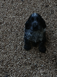 Cuccioli di cocker spaniel