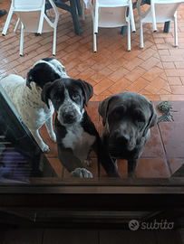 Cucciola di tre mesi