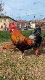 Gallo