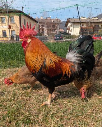 Gallo