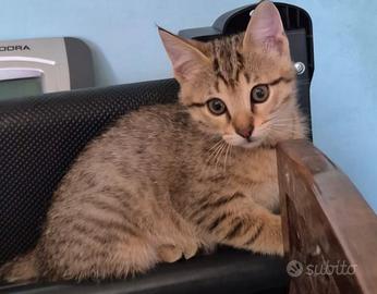 Quattro gattini da adottare