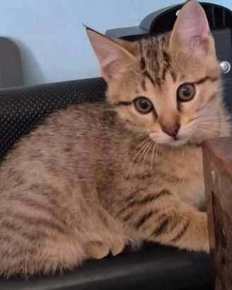 Quattro gattini da adottare