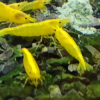 Caridine Yellow Fire Neon Selezionate con cura