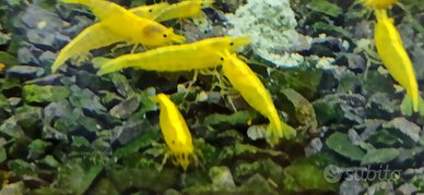 Caridine Yellow Fire Neon Selezionate con cura