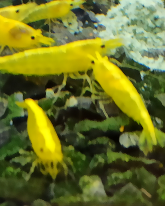Caridine Yellow Fire Neon Selezionate con cura