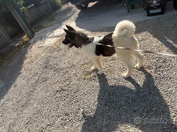 Cucciola di akita americano