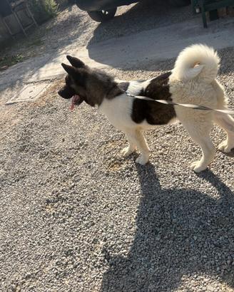 Cucciola di akita americano