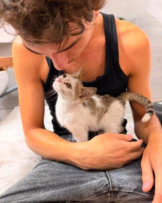 Cucciolo di gatto
