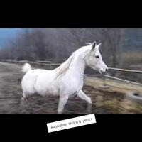 Fattrice araba purosangue