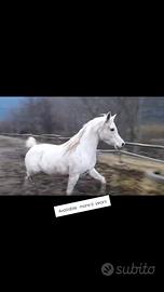 Fattrice araba purosangue