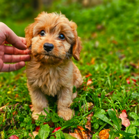 Mini cucciolo di Maltipoo Mini Toy maschietto