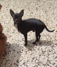 Liu chihuahua mini Toy con pedigree