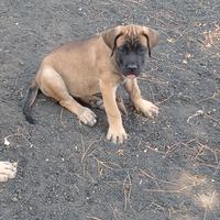 Cuccioli di cane corso