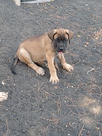 Cuccioli di cane corso